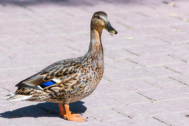 Similar image 18561632