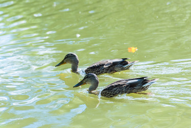 Similar image 18570819