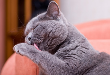 Similar image 18137676