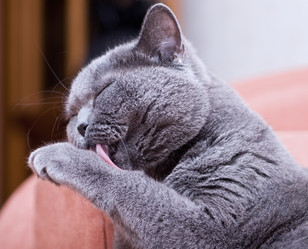 Similar image 18137704