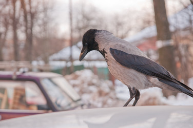 Similar image 18137713