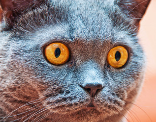 Similar image 18137935