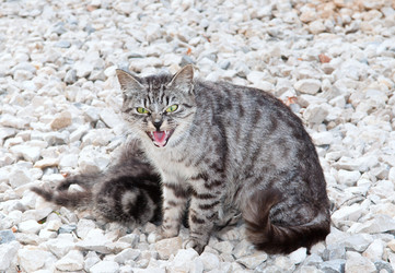 Similar image 18562822