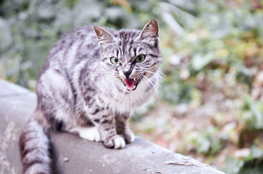 Similar image 18562833