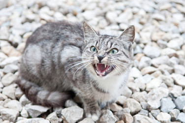 Similar image 18562890