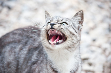 Similar image 18563038