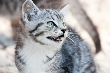 Similar image 18568523