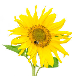 Similar image 18547552