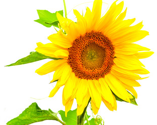 Similar image 18547624