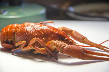 Similar image 18508842