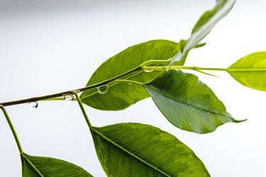 Similar image 18509262