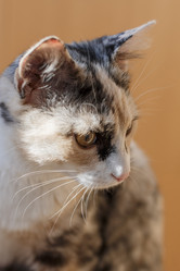 Similar image 18508344