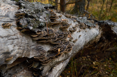 Similar image 18511706