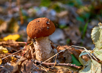 Similar image 18511708