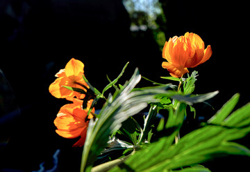 Similar image 18511733