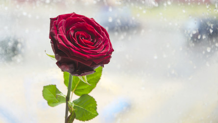 Similar image 18509461