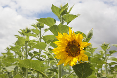 Similar image 19793390