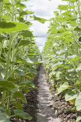 Similar image 19793391