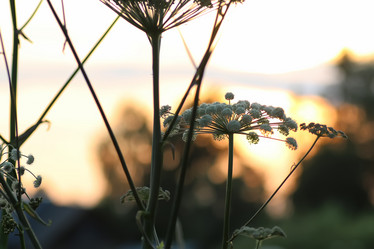 Similar image 19585710