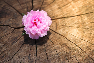 Similar image 19196074