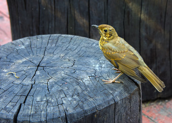 Similar image 19200379