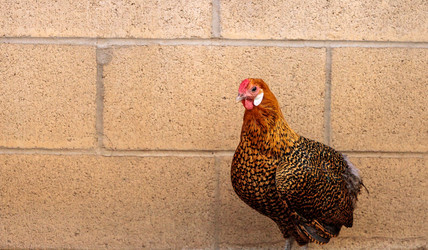 Similar image 19575004