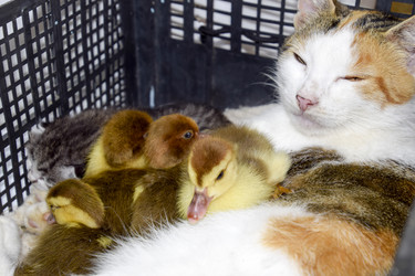 Similar image 19610053