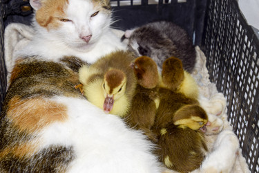 Similar image 19610083