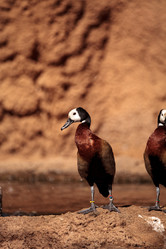 Similar image 19574910