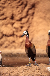 Similar image 19574930