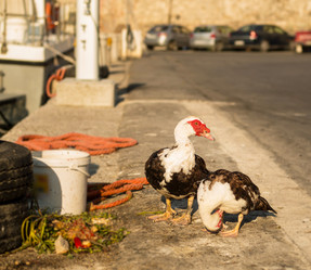 Similar image 19201070