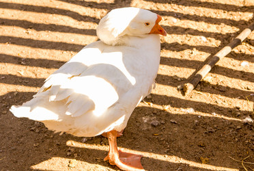 Similar image 19201111