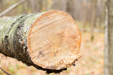 Similar image 19201120