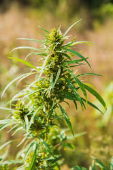 Similar image 19789816