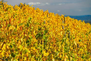 Similar image 19560276