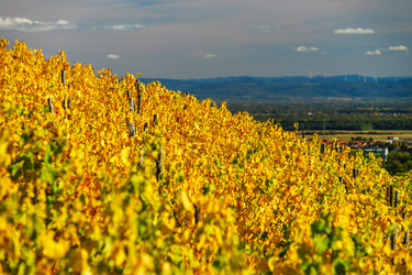 Similar image 19560279