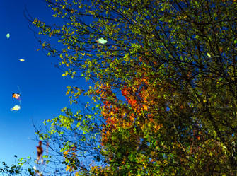 Similar image 19560317