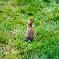 Similar image 19560511