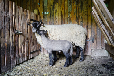 Similar image 19560512