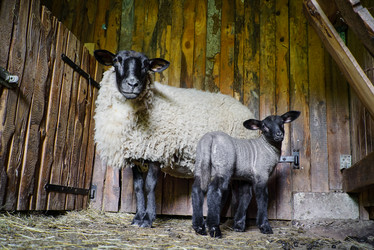 Similar image 19560515