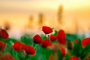 Similar image 19561216