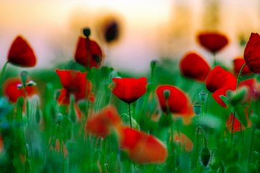 Similar image 19561255