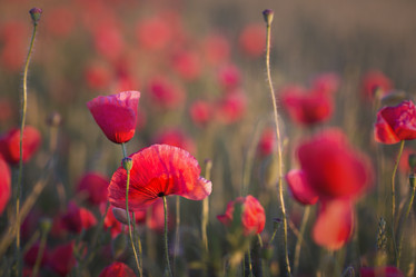 Similar image 19556799