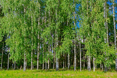 Similar image 19195617