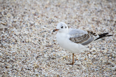 Similar image 19581465