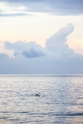 Similar image 19584569