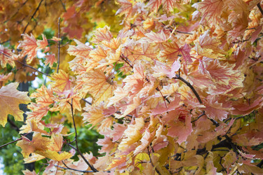 Similar image 19584712