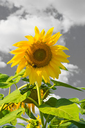 Similar image 19775907