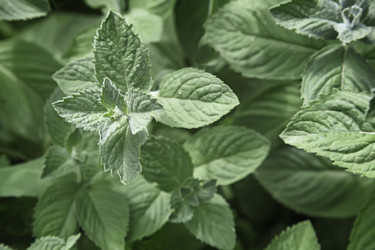 Similar image 19200508