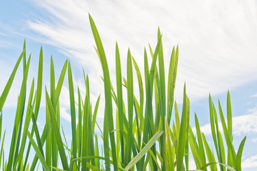 Similar image 19775400